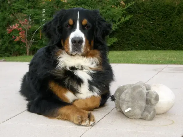 Terrassen‑Pause mit Hund + Lieblingskuschel