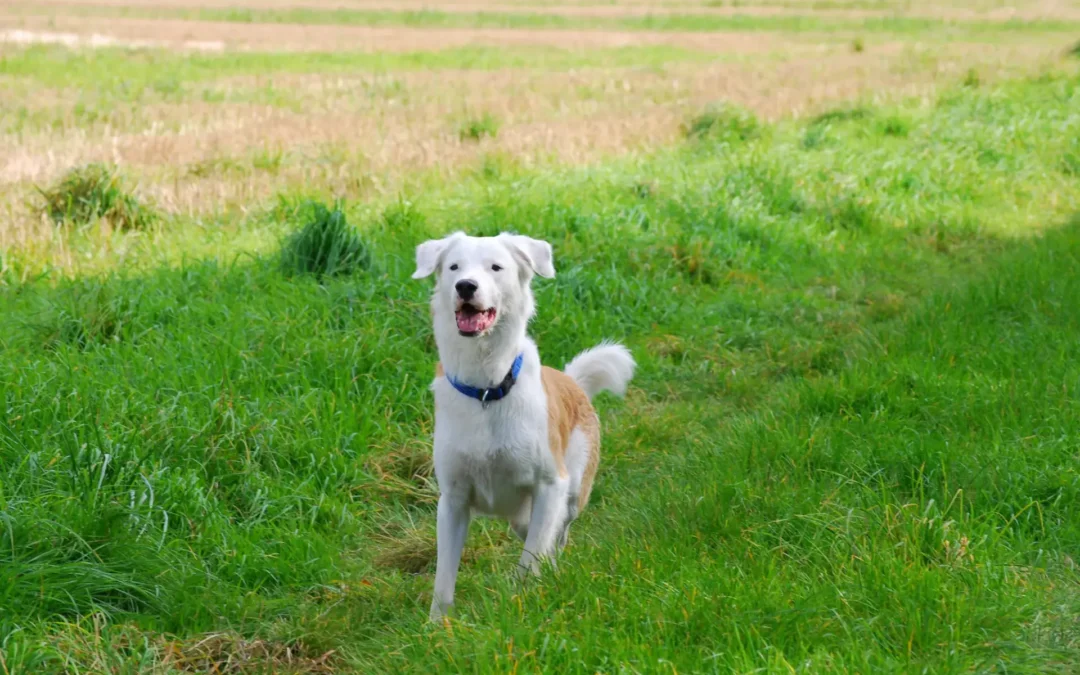 Urlaub mit Hund: Zeit im Grünen