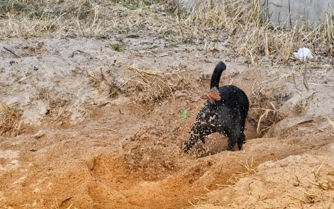 Strandspiel für Hunde