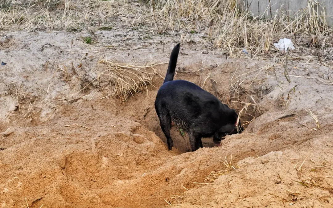 Strandspaß für den Hund