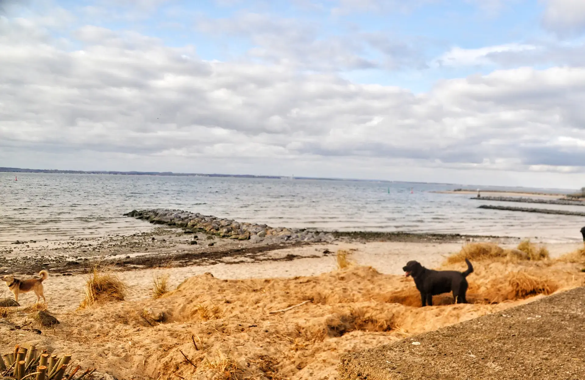 🌊 Wo der Wind Geschichten erzählt und Pfoten Spuren hinterlassen 🐾